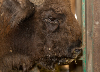 European bison (Bison bonasus), also known as the wisent. Muzzle of an animal at close range.