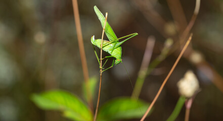 Phaneroptera falcata, the sickle-bearing bush-cricket. The insect is sitting on a blade of grass.