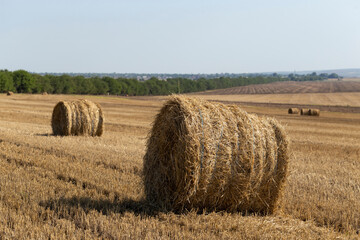 Wheat harvesting. Round bales of straw in the field.