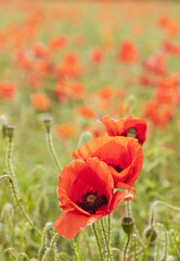 Obraz premium Poppy fields in The Cotswolds, England.