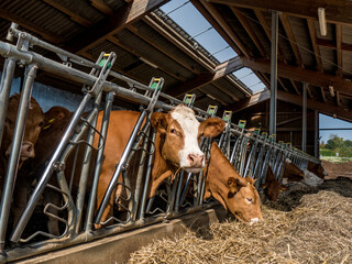 Kühe und Rinder im Kuhstall