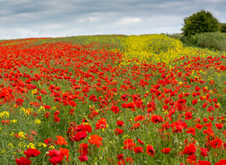 Poppy fields in The Cotswolds, England.
