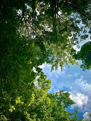 Fototapeta premium trees in the forest