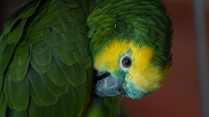 Parrot, The Green Planet in Dubai © SG Photography