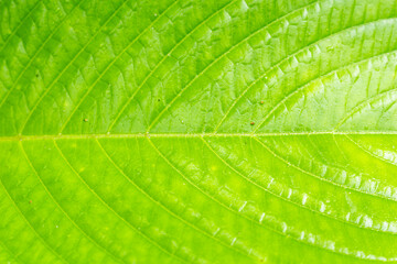 Abstract green leaf texture for background