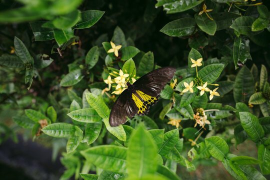 Lush tropical plants and butterfly