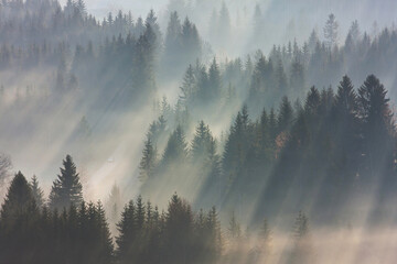 Ride on the forest road