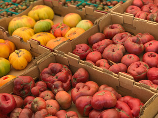 Ripe, fresh heirloom tomatoes are shown on display in a market produce bin at a farm in a horizontal view.