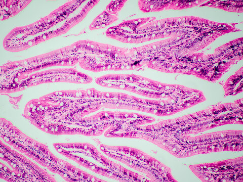 intestinal tract tissue of zebra fish micrograph