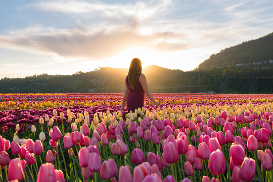Woman In Tulip Field At Sunset