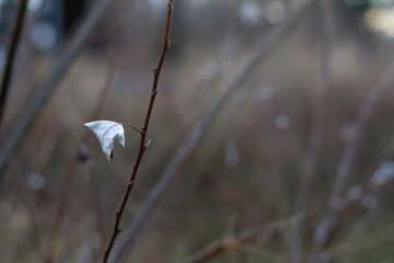Dry leaves and bare branches in a field. Beautiful winter landscape. Selective focus.