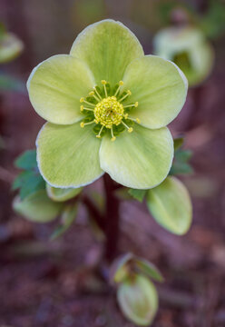 hellebores