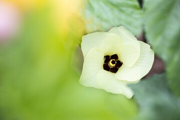 light yellow flower close up