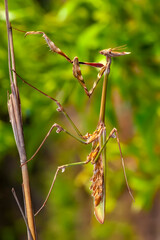 Close up of pair of Beautiful European mantis ( Mantis religiosa )