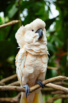 Cockatoo