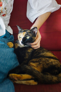 Person stroking a cat
