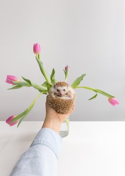 Hand holding cute hedgehog with tulips in white background