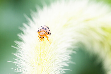 ladybug on grass macro