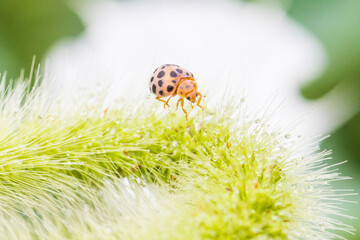 ladybug on grass macro
