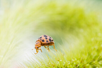 ladybug on grass macro