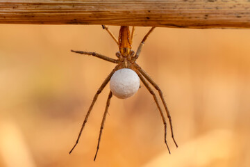 Close up Spider's nest,   Cobweb spider. They started making silk to protect their bodies and their eggs.