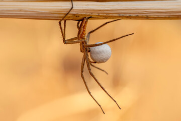 Close up Spider's nest,   Cobweb spider. They started making silk to protect their bodies and their eggs.