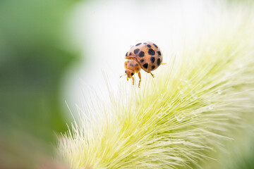 ladybug on grass macro