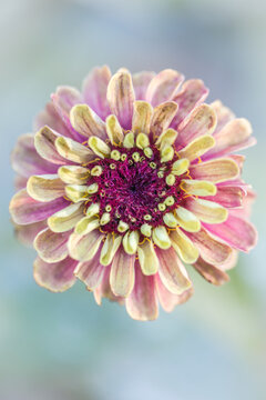 zinnia