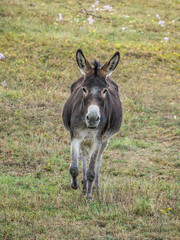 Eselfamilie auf der Weide
