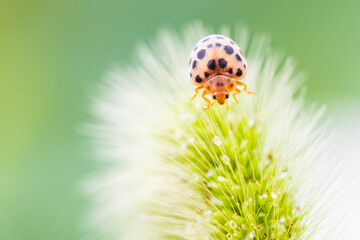 ladybug on grass macro