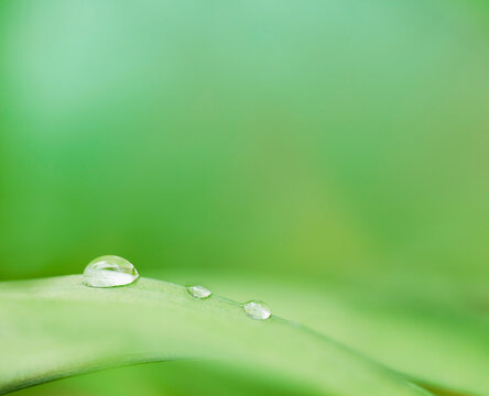 Three drops in line on green leaf