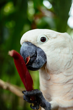 Cockatoo