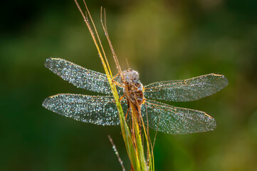Macro shots, showing of eyes dragonfly and wings detail. Beautiful dragonfly in the nature habitat.