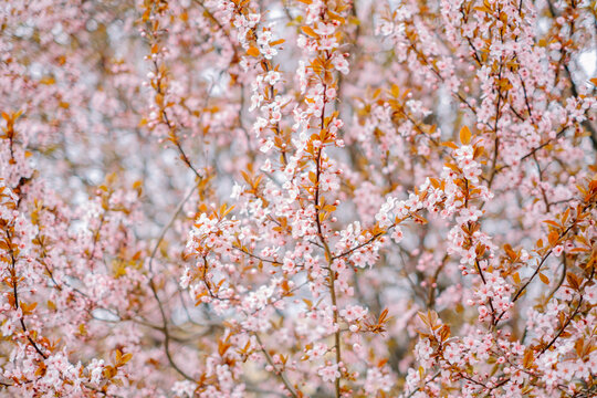 Tree in bloom, pink flowers pattern