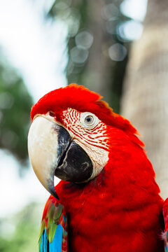 Greenwing Macaw