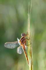 Macro shots, showing of eyes dragonfly and wings detail. Beautiful dragonfly in the nature habitat.