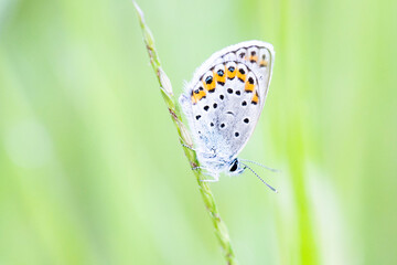 butterfly on plant macro