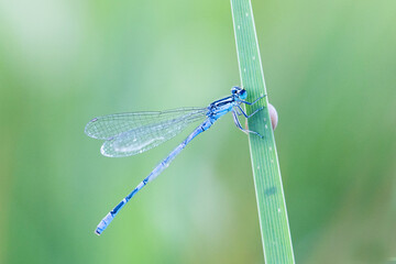 dragonfly on a plant