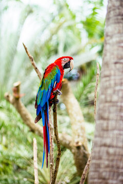 Green Winged Macaw