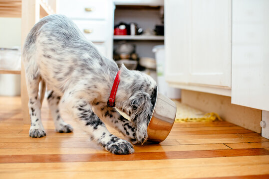 Puppy eats her supper