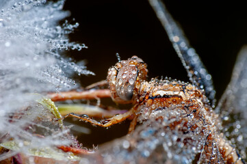 Macro shots, showing of eyes dragonfly and wings detail. Beautiful dragonfly in the nature habitat.