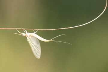 white moth on a plant macro