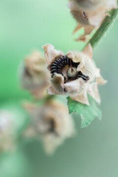 Seeds inside hollyhock's capsule ready to be collected for next sowing time