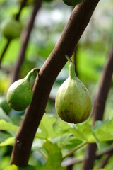 2020年9月21日東京都八王子市で撮影：収穫前のいちじくの実7
