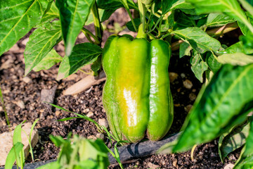 Obraz premium A beautiful green pepper with yellow highlights grows in the home garden.
