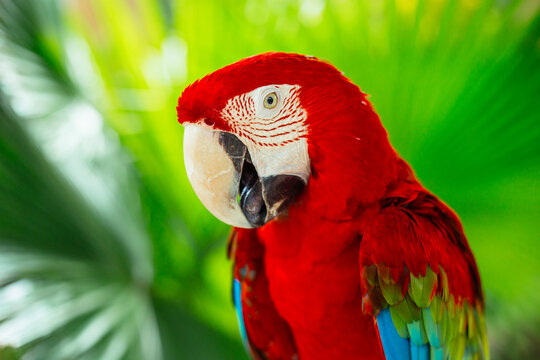 Greenwing Macaw