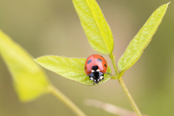 ladybug on a plant