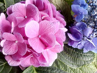 hydrangea, hortensia
