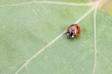 ladybug on a plant