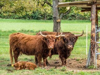 Schottische Hochlandrinder Familie auf der Weide